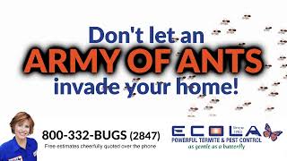 Don't let an Army of Ants Invade your home!