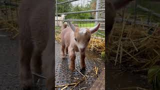 Pickles Pygmy Goat Kid | Just over a week old #babygoats