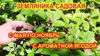 Ремонтантная земляника с ягодой до заморозков