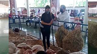 Ovinos Charolais y Dorper producen muchas crías