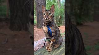 Cats Ears          #viral #trending #shorts