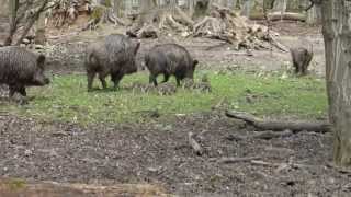 Wildschweine in Göttingen mit 3 Tage alten Frischlingen