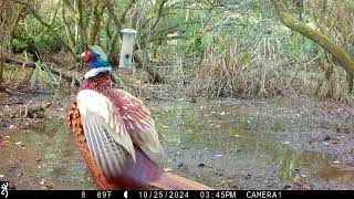 IMG 0068 Two J's Field Wildlife Camera Shots Set In Magical Cornwall.