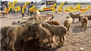 Today again the price of sheep will be very low | sheep farming in Pakistan