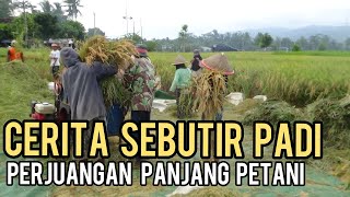 BUDIDAYA TANAMAN PADI DARI AWAL SAMPAI PANEN