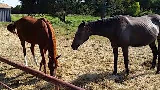 Pippen's Place Mustang Foal Visit 9-9-17