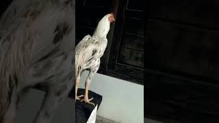 Pesona ayam ekor lidi