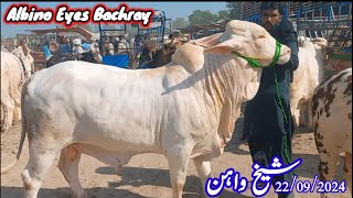 Albino Eyes Bachray Sheikhwan Cow Mandi|22/09/2024|