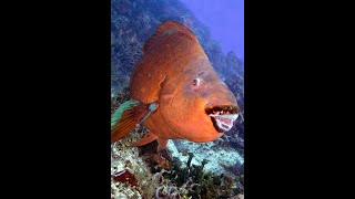 COZUMEL FISHIES!