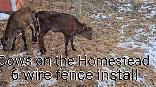 Putting up a 6 wire fence for calves