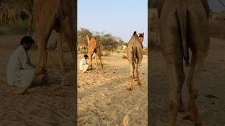 A camel is mated with a male camel by tying its feet #shorts #shortvideo  #youtubeshorts