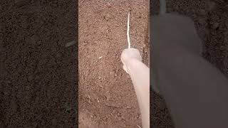 Preparing rows traditionally using a twig #landpreparation #seedbeds #farming #food #sustainability