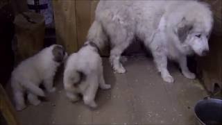 PYRENEAN MOUNTAIN DOG'S PUPPIES - THE BORDA D'URTX - LITTER LL5