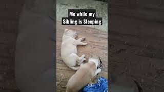 I'm not sleepy 🐶 #funny  #shortsfeed #shortsvideo #doglover #viral #youtube #cute #viralvideo