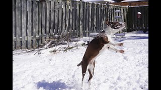 INTERNATIONAL PUPPY DAY CELEBRATION