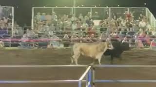 Incapacitated bull at Gympie Bull n Bronc 09 02 2019