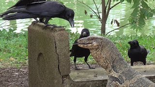 Varan must share his food with hungry crows.