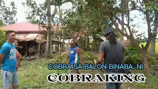 COBRA SUMIKSIK SA TAMBAK NG.