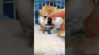 Puppy doll #trending #viralvideo #puppy #animals