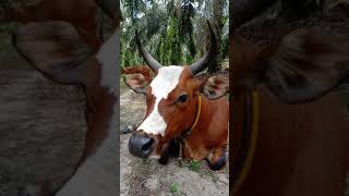 Sapi Simmental Santai Istirahat Siang..