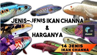 JENIS IKAN CHANNA YANG PALING  POPULER DI INDONESIA YANG BANYAK DIMINATI