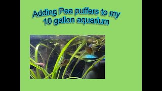 Adding Pea puffers to my 10 gallon aquarium