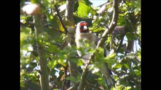 Goldfinches in the Hawthorn April 2019