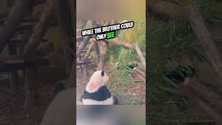 Fighting Pandas Learn the Power of Family Bonds😍 #shorts