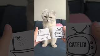 cat emotional scene #funny #comedy  #cat