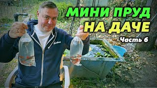 Мини пруд на даче. Часть 6. Переселение рыбы обратно в аквариумы. Итоги.