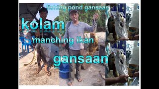 Kolam manching gansaan #fishpond gansaan #pompano fish