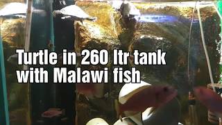 Turtle in 260 ltr tank with Malawi fish