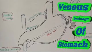 venous drainage of stomach