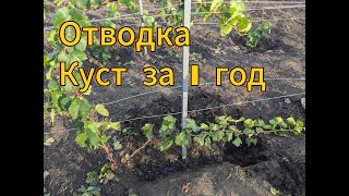 Катавлак или Отводка. Не теряй времени. Урожай винограда в первый год.