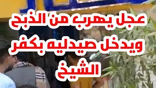 عجل يهرب من الذبح ويختبئ داخل صيدلية بكفر الشيخ