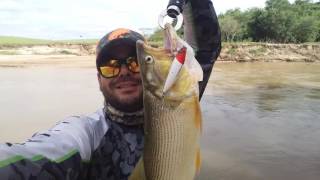 Dourado no rio Caingangs em Tupã /Queiroz -SP