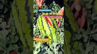 Watermelon farming in महाराष्ट्र.#farming #watermelon #bananafarming #npkfertilizer #organicfarming