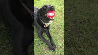 crazygirl #smile oak found the ball in the graveyard at lunch time. She does make me smile! 😁🐾🐾❤️