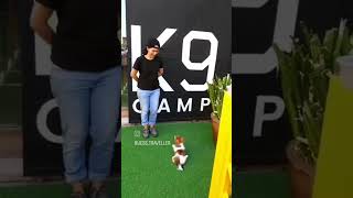 Puppy Basic Obedience Training #shitzu #doglover #shitzulover #dogtrainingtips #dogtraining #kennel