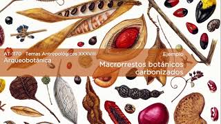 Macrorrestos botánicos: Semillas carbonizadas en el estereoscopio