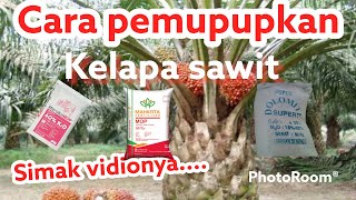 Cara pemupukan kelapa sawit