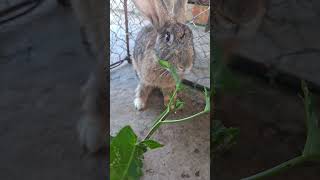 Thank you today for not making me as hungry as yesterday💕💕💕 #cuterebbit #pet #bunny #rabbitworld