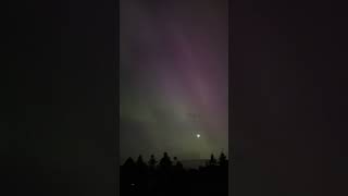 POV: Northern lights in your backyard#northernlights #aurora #auroraborealis #shorts #nature #beauty