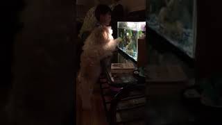 Ziggy meets fish (goldie) first time