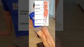 This Muscle Causes Issues #kneepain  #overpronation #kneepain #painreleif #fitness #hips