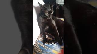 Cute Black Cat #cat #trending #remix #music