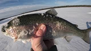 A few nice Trout