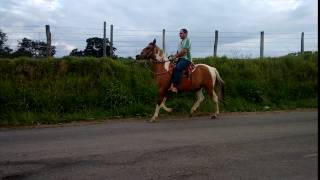 Bom Bom AF Cavalo Pampa Mangalarga Marchador