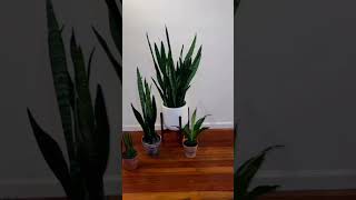 Sansevieria Dracaena Trifasciata 🤩