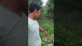 वृक्ष की कटाई के बाद उसे जलाने की बजाएं free organic खाद बनाएं #garden